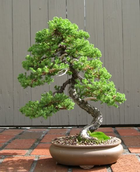 Japanese Juniper IMG_0663