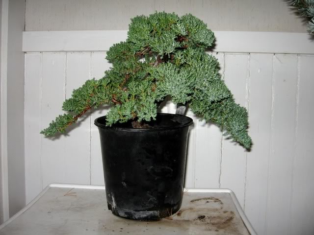 Japanese Juniper Image001