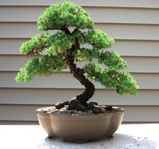 Garden Juniper 6 year progression Image009-1