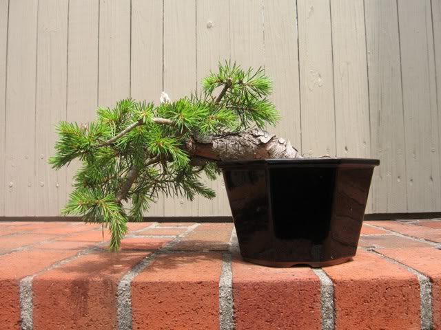 New Shohin mugo styling and new to the forum Pictures20091