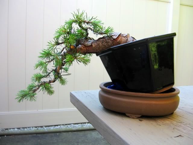 New Shohin mugo styling and new to the forum Pictures20331
