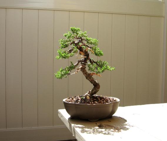 Japanese Juniper Pictures2200141