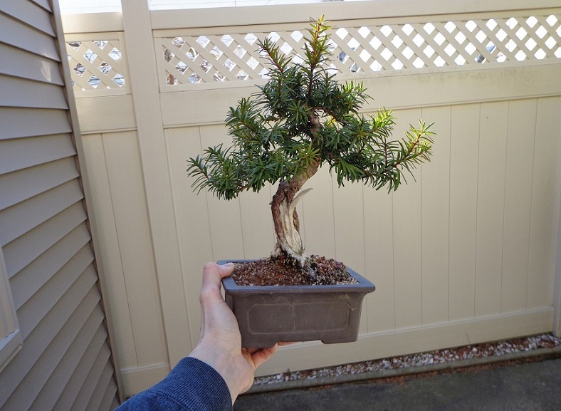  5 year progression of a Yew from Home Depot Y1_zps94f5ea29