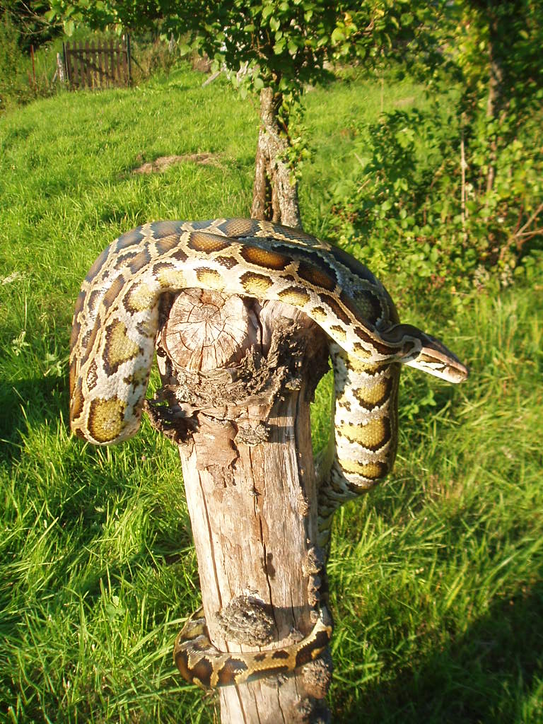 présentation de mes " bébés "(python molure,python regius et bci) 022cf9KAISER