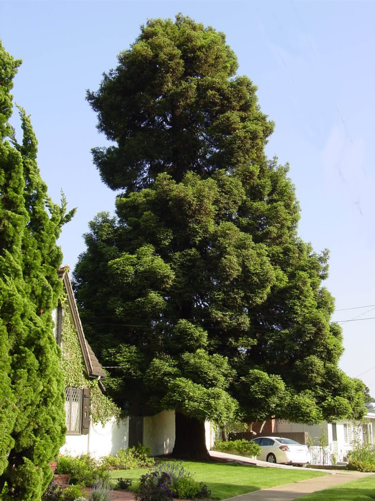 Giant Sequoia Redwoods (Sequoiadendron giganteum)-Anyone have Bonsai Experiance with these Relics? DSC06426