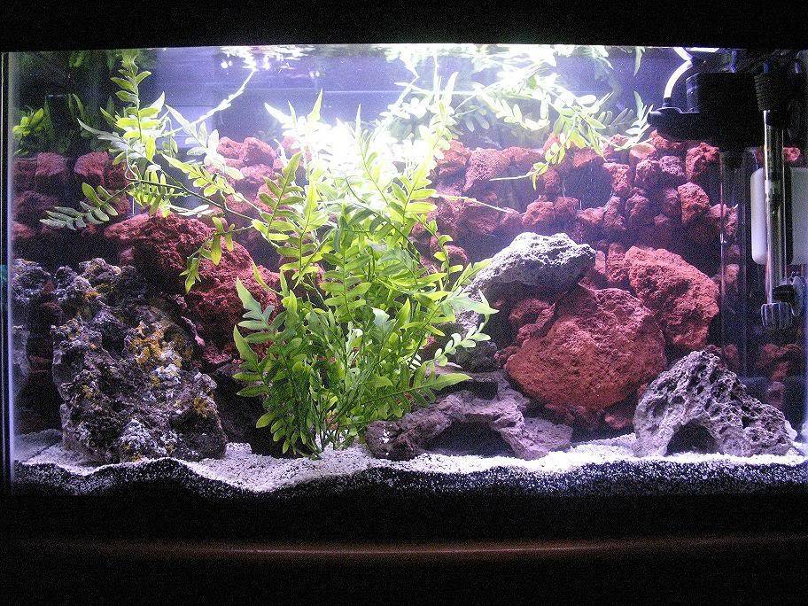 My 29 Gal. Cichlid Tank ENTER CONTEST FullTank