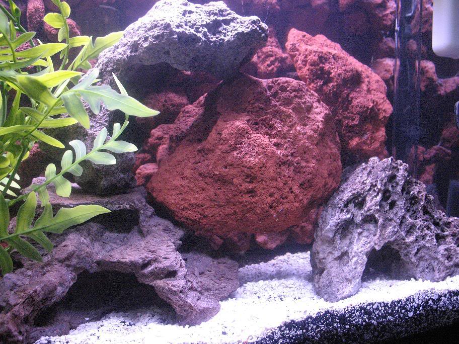 My 29 Gal. Cichlid Tank ENTER CONTEST RightTank