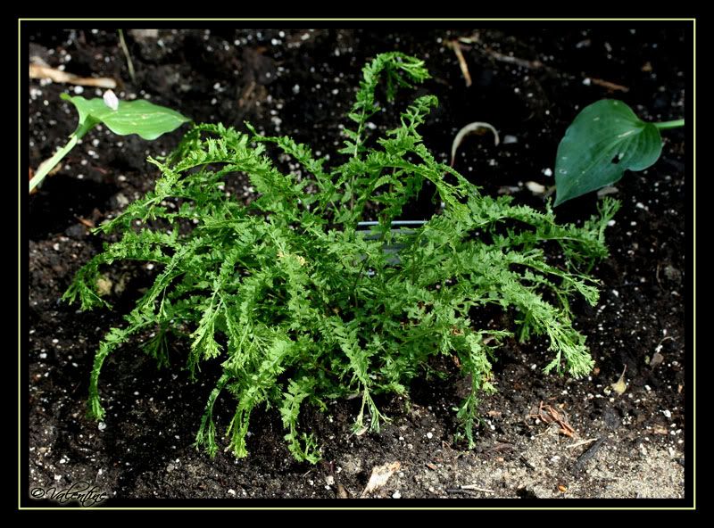 Fougère Athyrium Dre's Dagger FougAthyriumDresDagger090801_0017RM