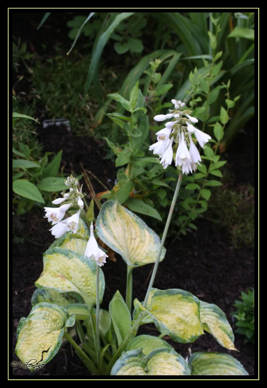 Les hostas à floraison blanche HostaBlueShadowFleur090721_0032RM