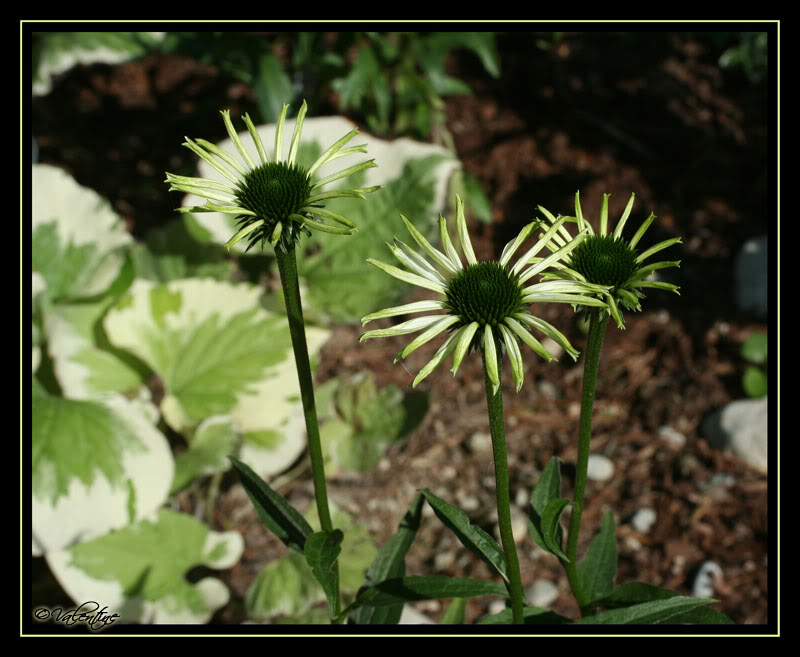 Echinacea Jade EchinaceaJade090801_0133RM