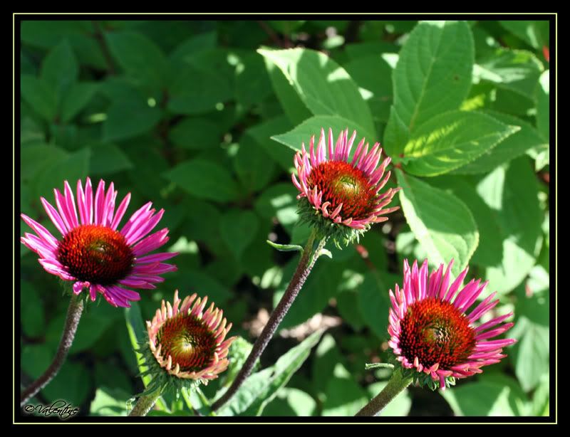 Echinacea Vintage Wine EchinaceaVintageWine090801_0107RM