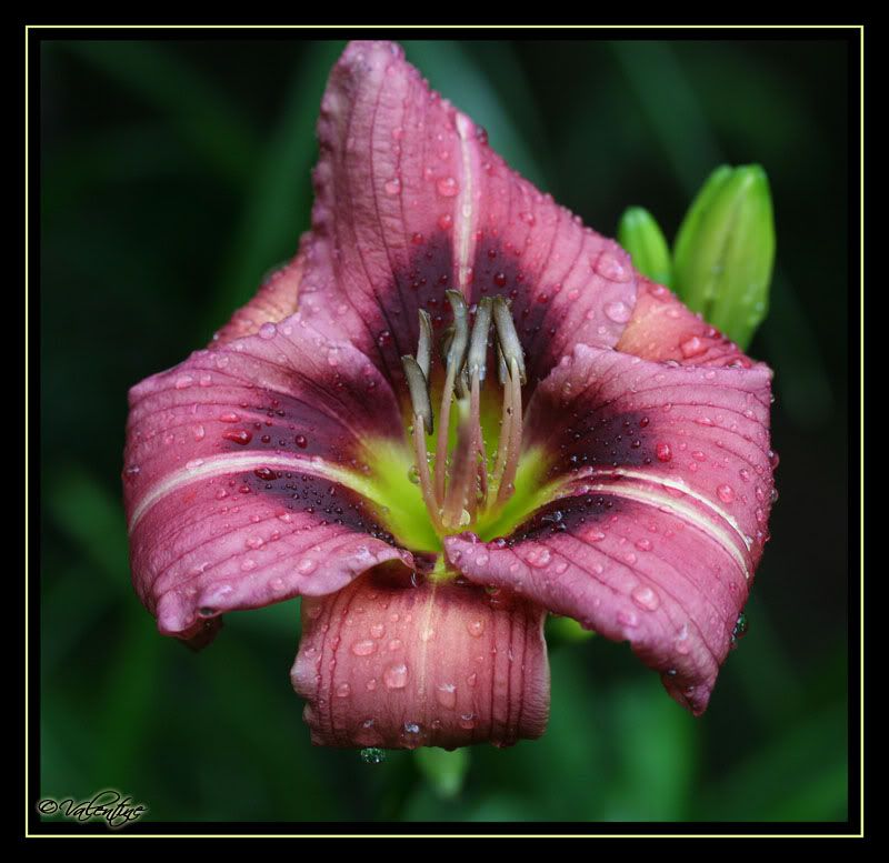 Hemerocallis Addie Branch Smith HemAddieBranchSmith090802_0082RM