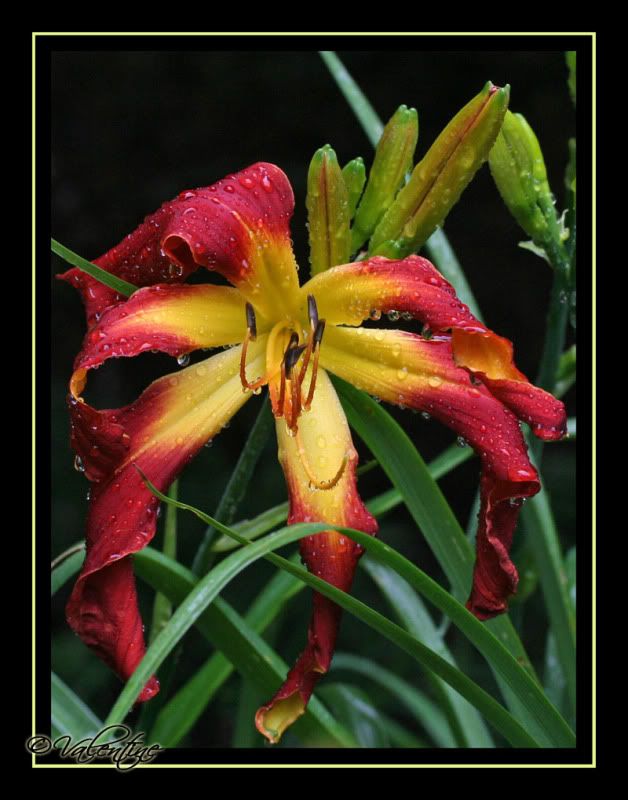 Hemerocallis Wild Wookie  ( spider ) HemWildWookie090802_0090RM