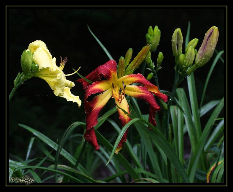 Hemerocallis Wild Wookie  ( spider ) HemWildWookie090802_0097RM