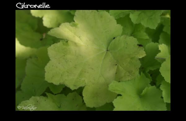 Feuillage en close-up des heucheras - heucherellas - tiarellas HeucheraCitronelle090813_114RM