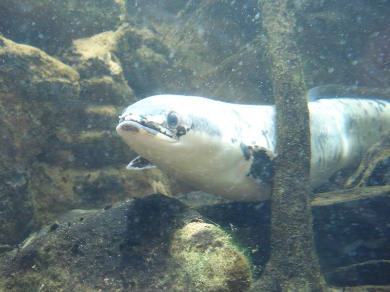 Aquarium de Nouméa (Nouvelle-Calédonie) DSC00827