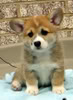 For Ali and Wolves Only! Corgi