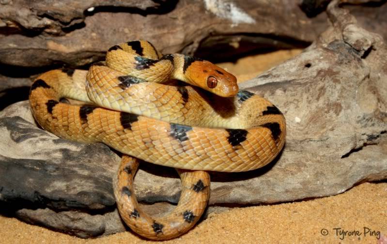 Telescopus beetzi - Beetz Tiger Snake. Telescopusbeetzi-NamibTigerSnakeByTyronePingWM11