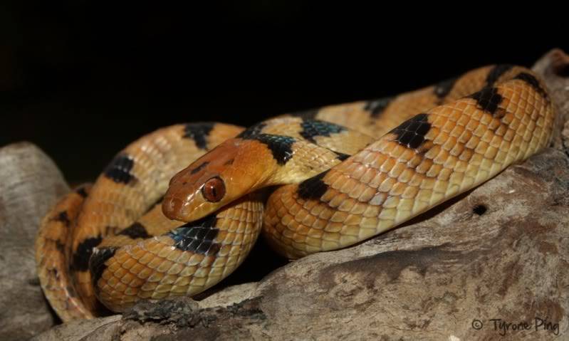 Telescopus beetzi - Beetz Tiger Snake. Telescopusbeetzi-NamibTigerSnakeByTyronePingWM15