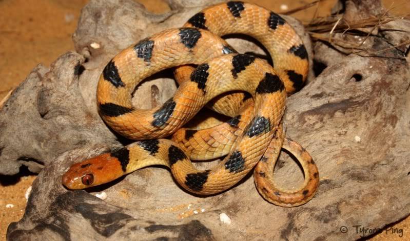 Telescopus beetzi - Beetz Tiger Snake. Telescopusbeetzi-NamibTigerSnakeByTyronePingWm16