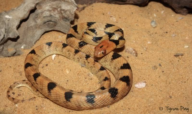 Telescopus beetzi - Beetz Tiger Snake. Telescopusbeetzi-NamibTigerSnakeByTyronePingwm3