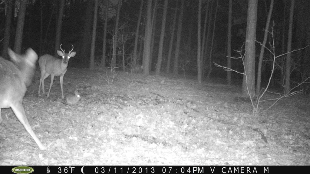 Lump Jaw Is Back!/Moultrie M80XT PICT0003_zps99dbdd25