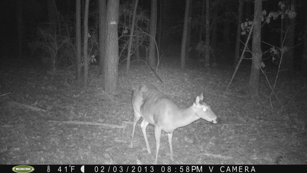 Swapped cards... Got some nice pics!/ Moultrie M-80Xt PICT0017_zpsb29a41f9