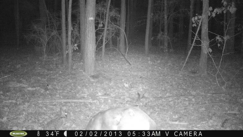 Pics from today's card pull/Moultrie M-80XT PICT0399_zpsbe6b40ff