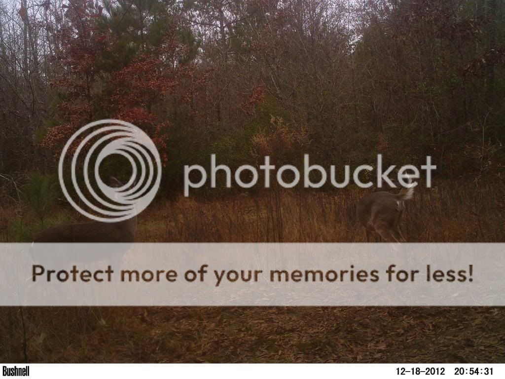 Misc Pictures from 2012/Bushnell Trophy Cam 299_zps2480f677