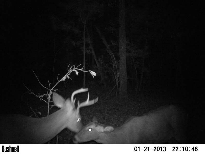 Candid Shots! Moultrie M80xt/Bushnell Trophy Cam 324