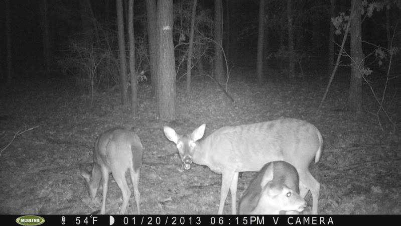 Candid Shots! Moultrie M80xt/Bushnell Trophy Cam PICT0002