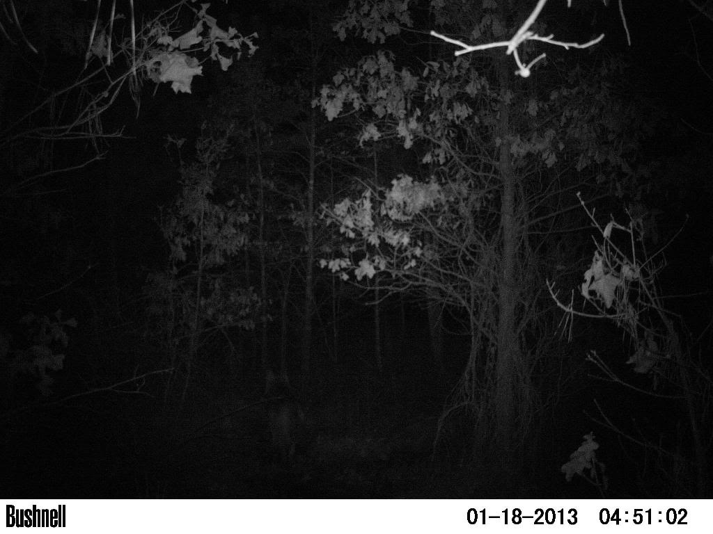 Coyote & Bobcat / Moultrie M-80XT Bushnell Trophy Cam PICT0023_zpsab4afeae