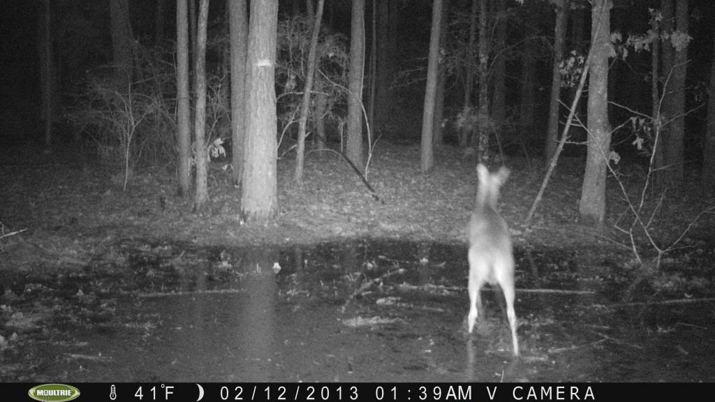 Deer and Raccoon Pics/Moultrie PICT0028_zps2705b7a2