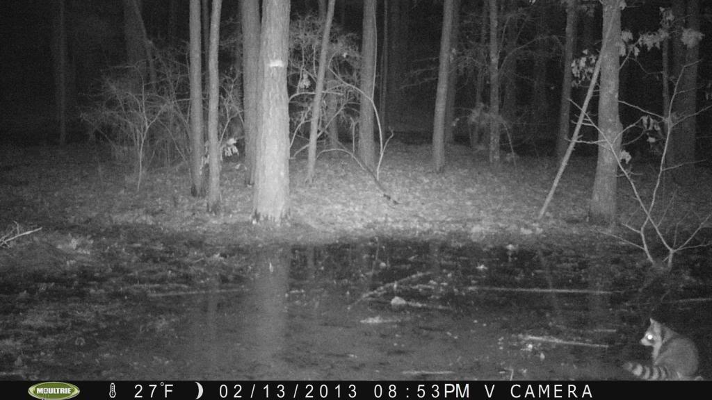 Deer and Raccoon Pics/Moultrie PICT0043_zpsba70900e