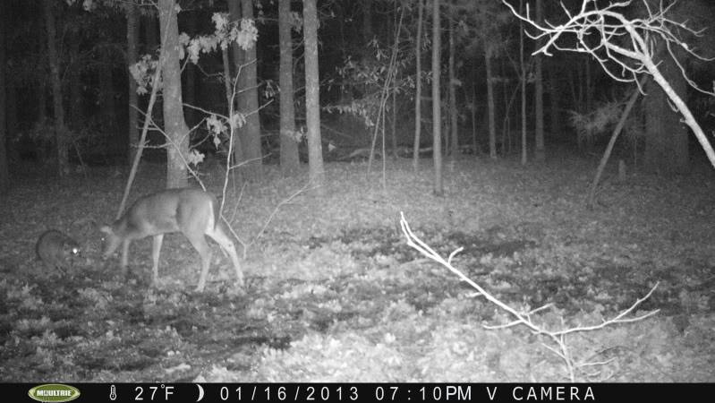 Candid Shots! Moultrie M80xt/Bushnell Trophy Cam PICT0096