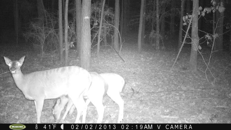 Pics from today's card pull/Moultrie M-80XT PICT0205_zps3fd6887f