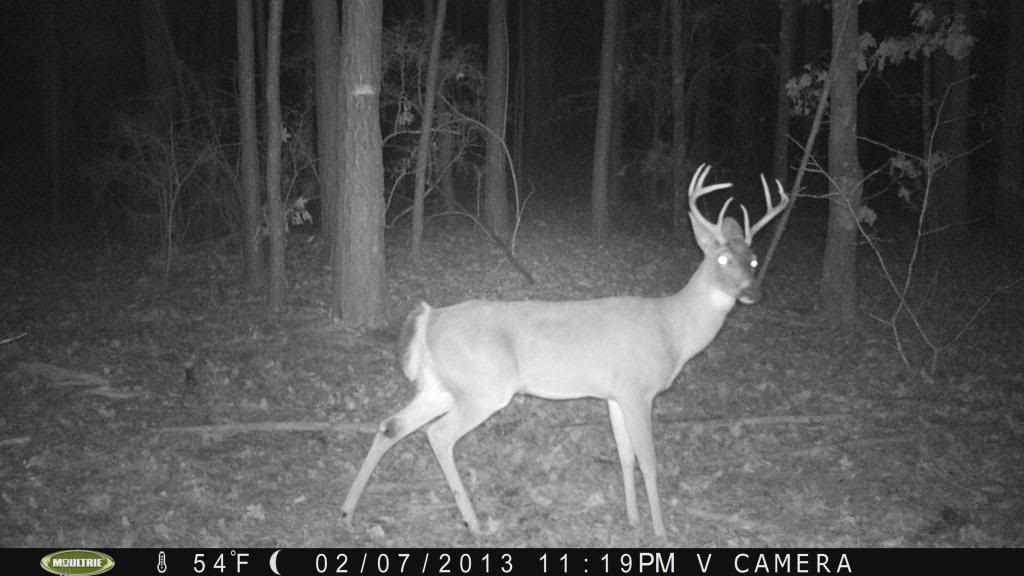 Cool Pics from Today's Card Pull.... Moultrie PICT0208_zpsc13e36f1