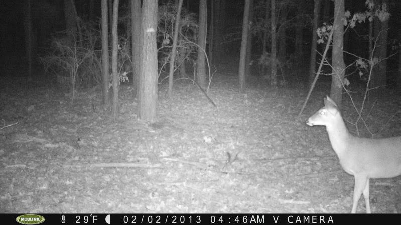 Pics from today's card pull/Moultrie M-80XT PICT0250_zpsb8ec1df3