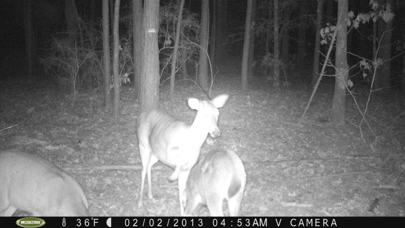 Pics from today's card pull/Moultrie M-80XT PICT0284_zps048cccdb