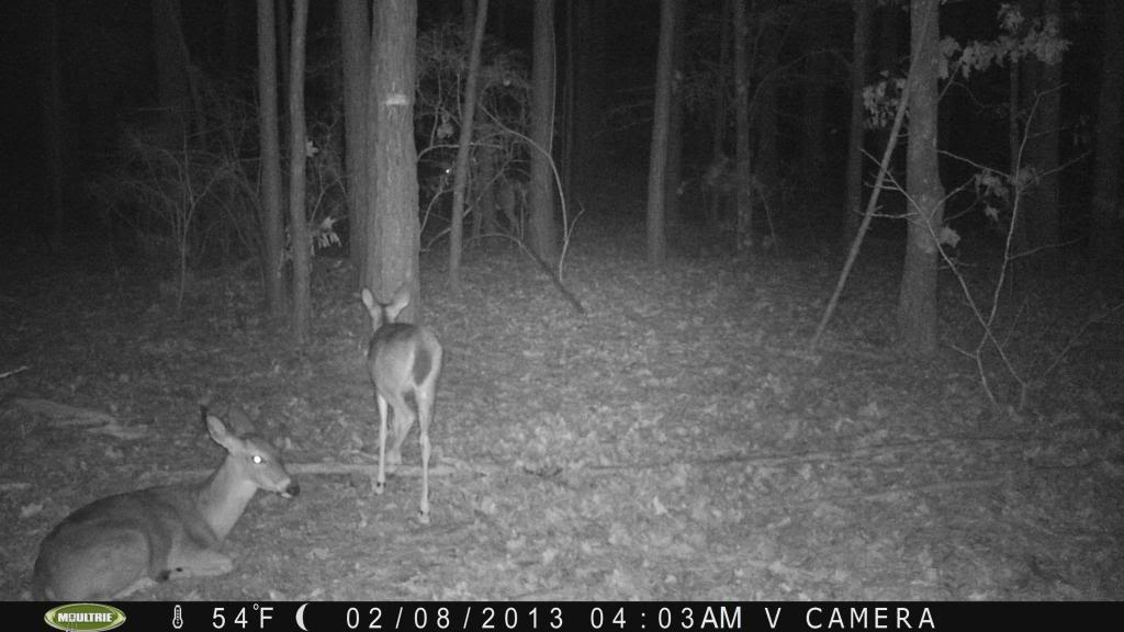 Cool Pics from Today's Card Pull.... Moultrie PICT0321_zpsc0f2fbd6