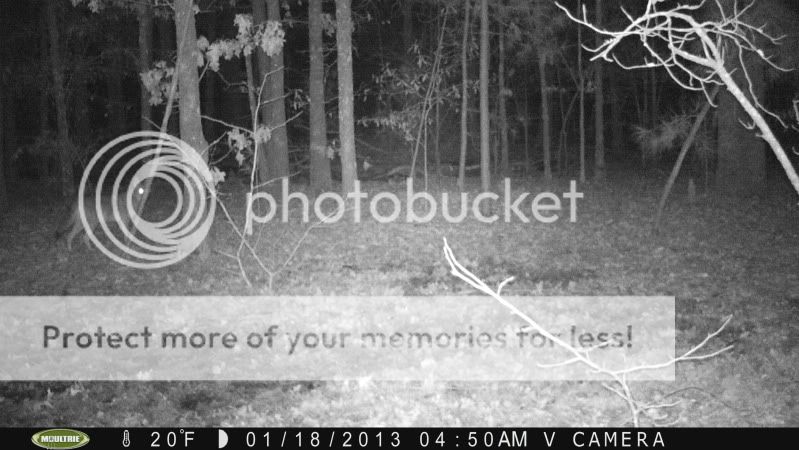 Coyote & Bobcat / Moultrie M-80XT Bushnell Trophy Cam PICT0409