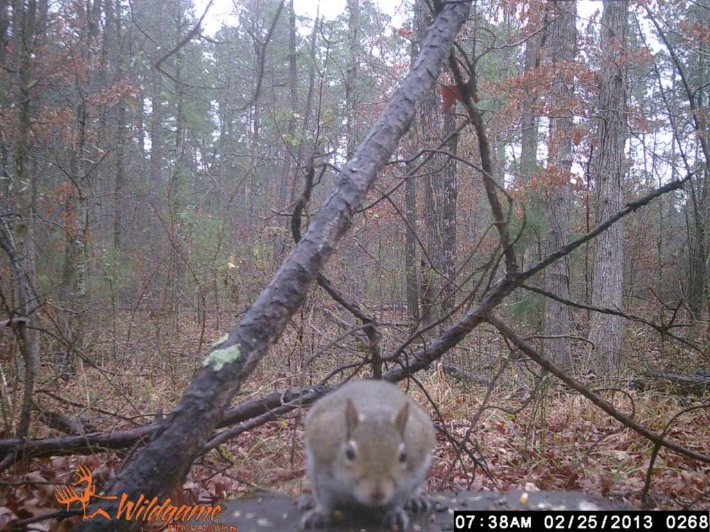 Raccoon/Bird/Squirrel's (Wildgame N2) WGI_0268_zpse53fb7c1