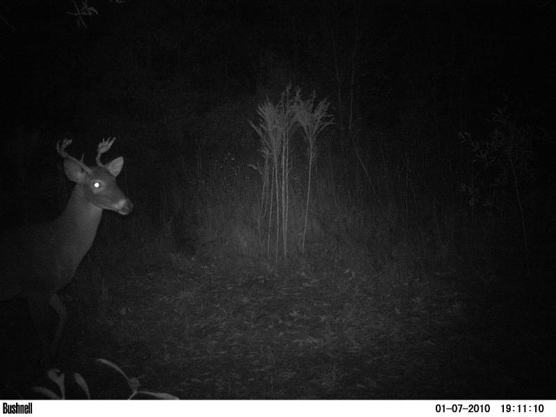 Candid Shots! Moultrie M80xt/Bushnell Trophy Cam Weekending1282012_24