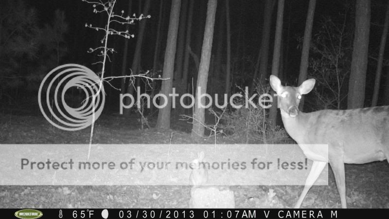 Block Action!/Moultrie PICT0510_zps41847c28