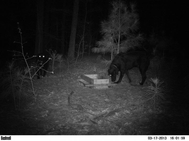 Dogs Caught On The Bushnell PICT0095_zpsc1ccdfac