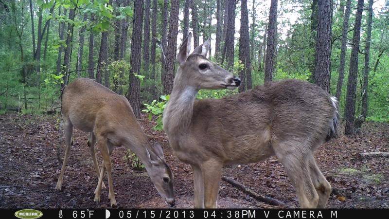 Action Shots & Other's/Moultrie PICT0414_zps1089585c