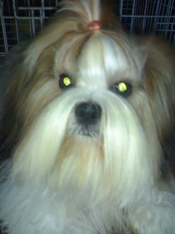 SHIH TZU LOVERS!!! - Page 6 28062009038