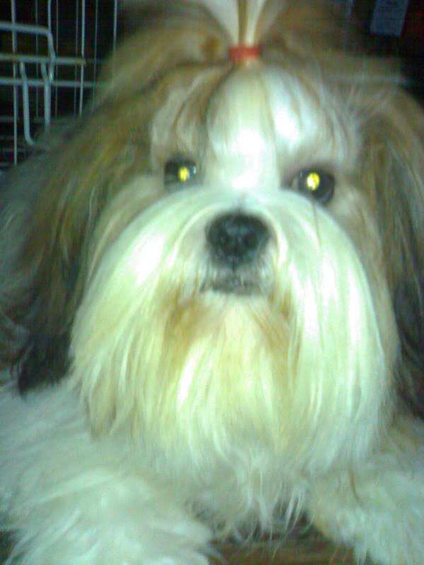 SHIH TZU LOVERS!!! - Page 6 28062009051-1