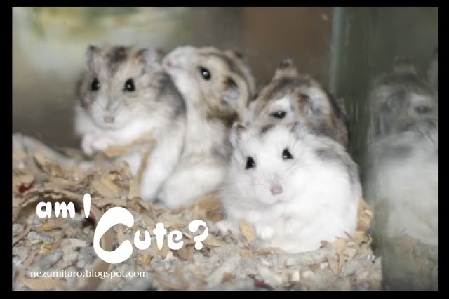 Cute Hammies in Pet Shack Hamster1