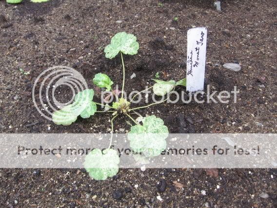 Heuchera 26juillet2006077